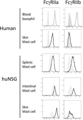 Tissue-Specific Expression of the Low-Affinity IgG Receptor, FcγRIIb, on Human Mast Cells